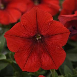 Wave Red Wave Petunia Jumbo 6 pack 17.99 sale price